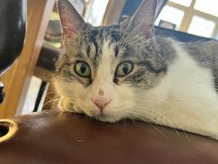 -猫小院猫主题餐厅(南锣旗舰店)