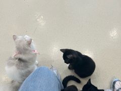 -共舞时光猫咖·狗咖(新街口店)