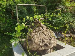 -广州神农草堂中医药博物馆