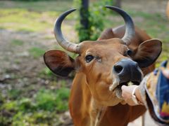 -清迈夜间动物园