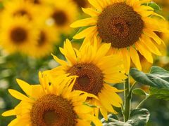 -华南国家植物园-售票处