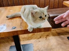 -猫小院猫主题餐厅(三里屯店)