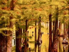 -白鹭湾湿地公园