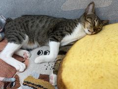 -创凡宠物医院·骨专科  猫科中心(西乡分院)