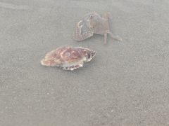 -南澳海滩
