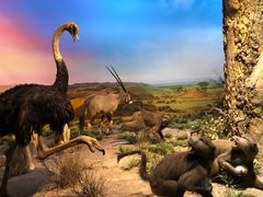 -国家自然博物馆