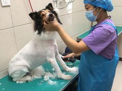 -北京观赏动物医院·24小时大型综合·猫专科·异宠专科