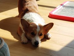 -爱宠屋pet shop·宠物洗澡·宠物美容