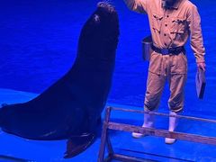 -芜湖新华联大白鲸海洋公园