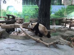 -灵玲国际马戏城