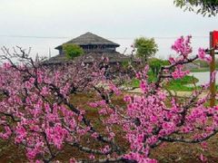 -南汇桃花村
