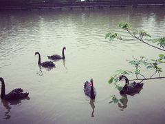 景点-溱湖国家湿地公园