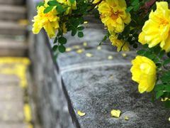 -妙峰山风景名胜区
