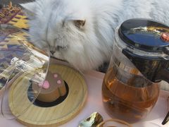 -喵屿·大理花园猫咖