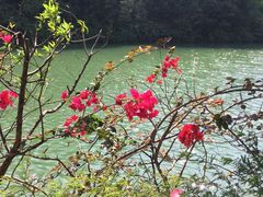 -中山市树木园
