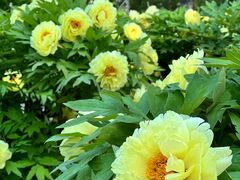 -莲花池公园