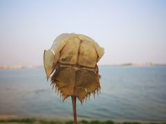 -北海金海湾红树林生态旅游区