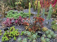 -中国科学院西双版纳热带植物园