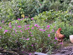 -台山美食一绝阿四台山黄鳝饭(阿四创作店)