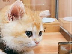 -袖虎·猫馆(体育西路店)