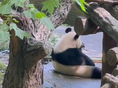 -都江堰中华大熊猫苑