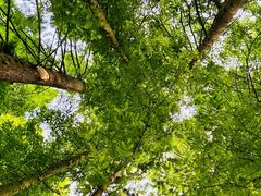 -桤木河湿地公园