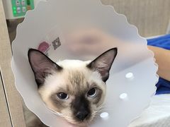 -北京观赏动物医院·24小时大型综合·猫专科·异宠专科