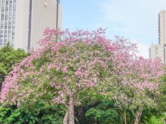 -溪岸路花鸟市场