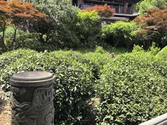 -十八棵（老龙井）御茶园(老龙井店)