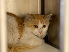 -萌兽医馆·犬猫专科·眼科中心·宠物医院(朝阳门分院)