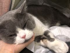 -纳吉亚猫专科动物医院·北北分院