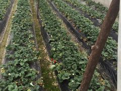 -胜丰草莓采摘园