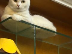 -宠颐生动物医院·猫科·心脏科(海口分院)