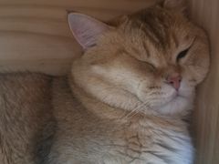 -柴迷FANS CLUB·柴犬狗咖·猫咖