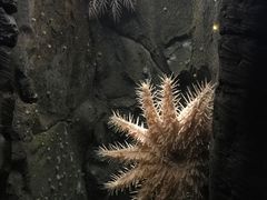 -悉尼海洋生物水族馆