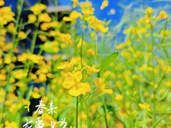 -三圣花乡旅游区