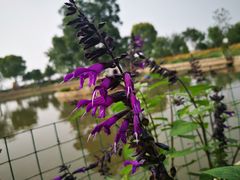 -鹅湖玫瑰文化园
