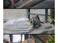 -广州动物园