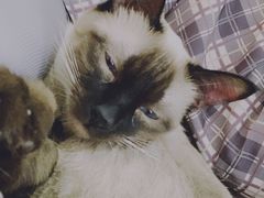 -猫爪屋猫咖(乐汇城店)