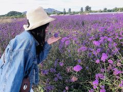 -北京东方普罗旺斯薰衣草庄园