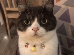 -海边的猫和咖啡馆