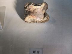 -辽宁古生物博物馆