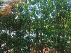 -玫瑰庄园·自助烧烤·烤全羊·团建拓展(龙泉山店)