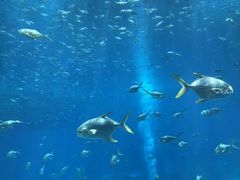 -亚龙湾海底世界