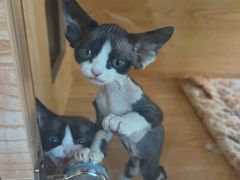 -山宅一喵德文卷毛猫舍