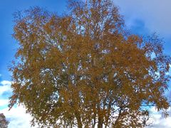 -乌兰布统景区-白桦林