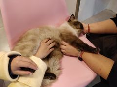 -三花喵·撸猫购宠·宠物生活馆(虹桥南丰城店)