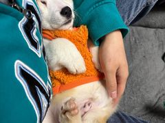 -万博宠物医院·手术·诊疗(未央凤城五路店)