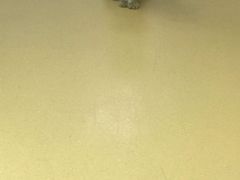 -芭比堂动物医院·犬猫全科·异宠专科(雁塔分院)