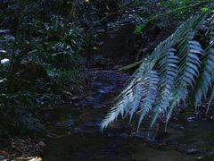 -莫里热带雨林景区